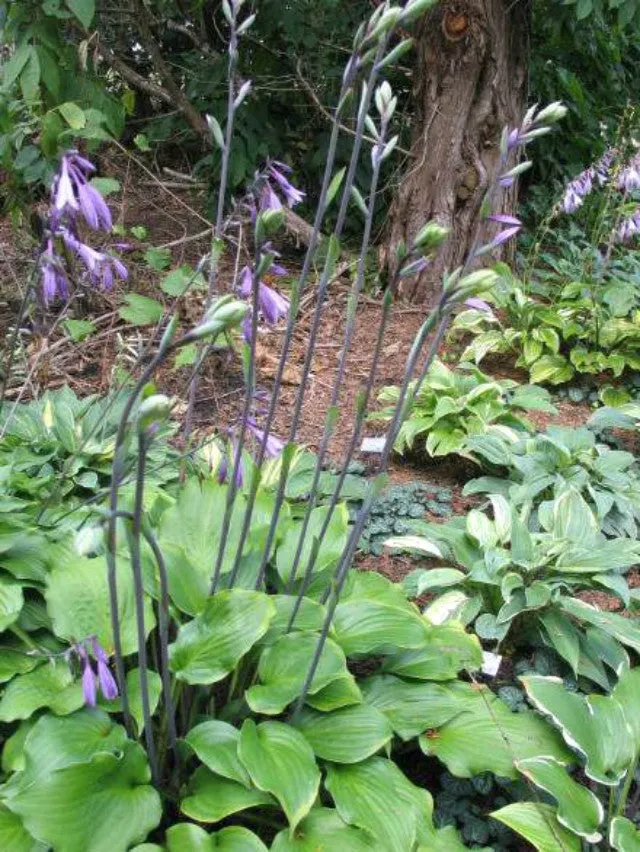 Ebony Towers Hosta