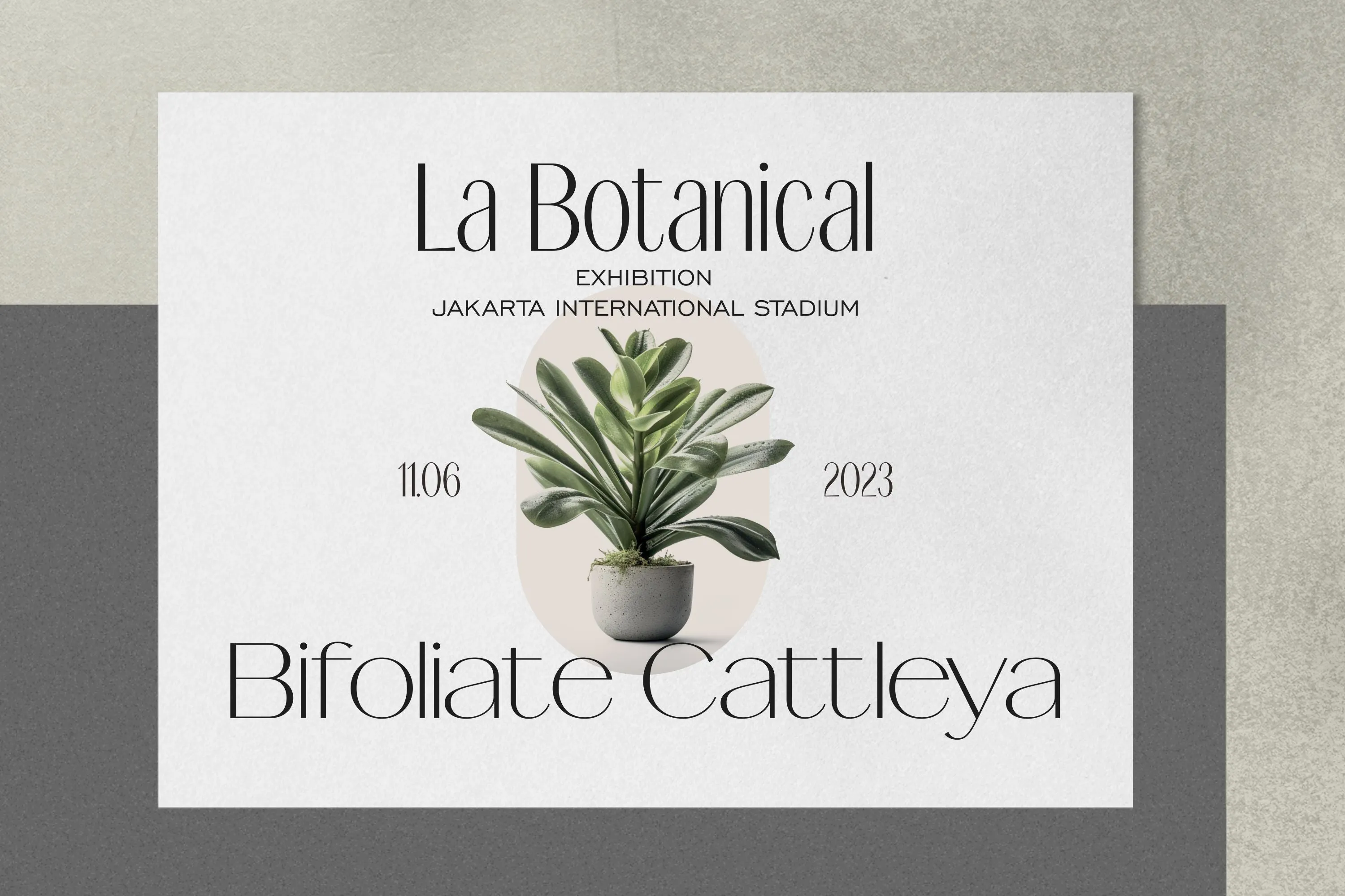 Signora Typeface